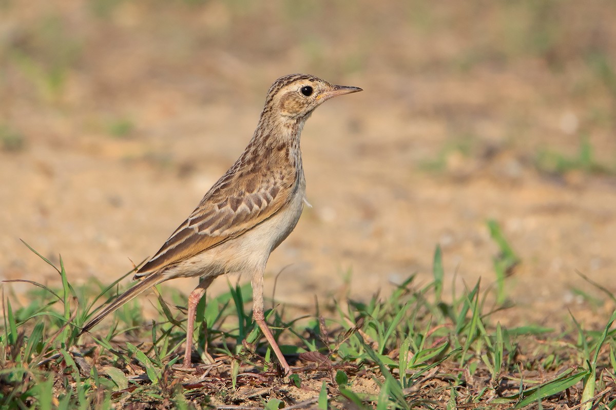 Paddyfield Pipit - ML334135951