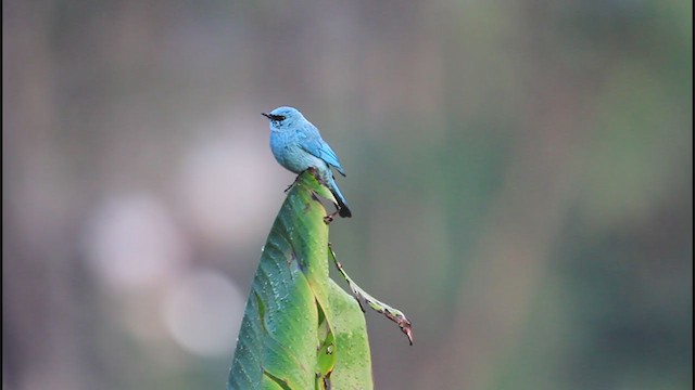 Verditer Flycatcher - ML334136871