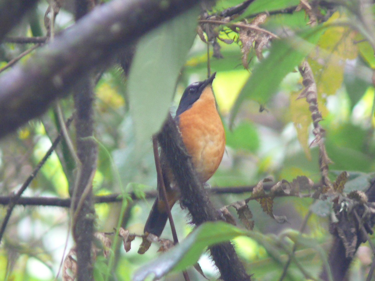 Rusty-bellied Shortwing - ML334137221