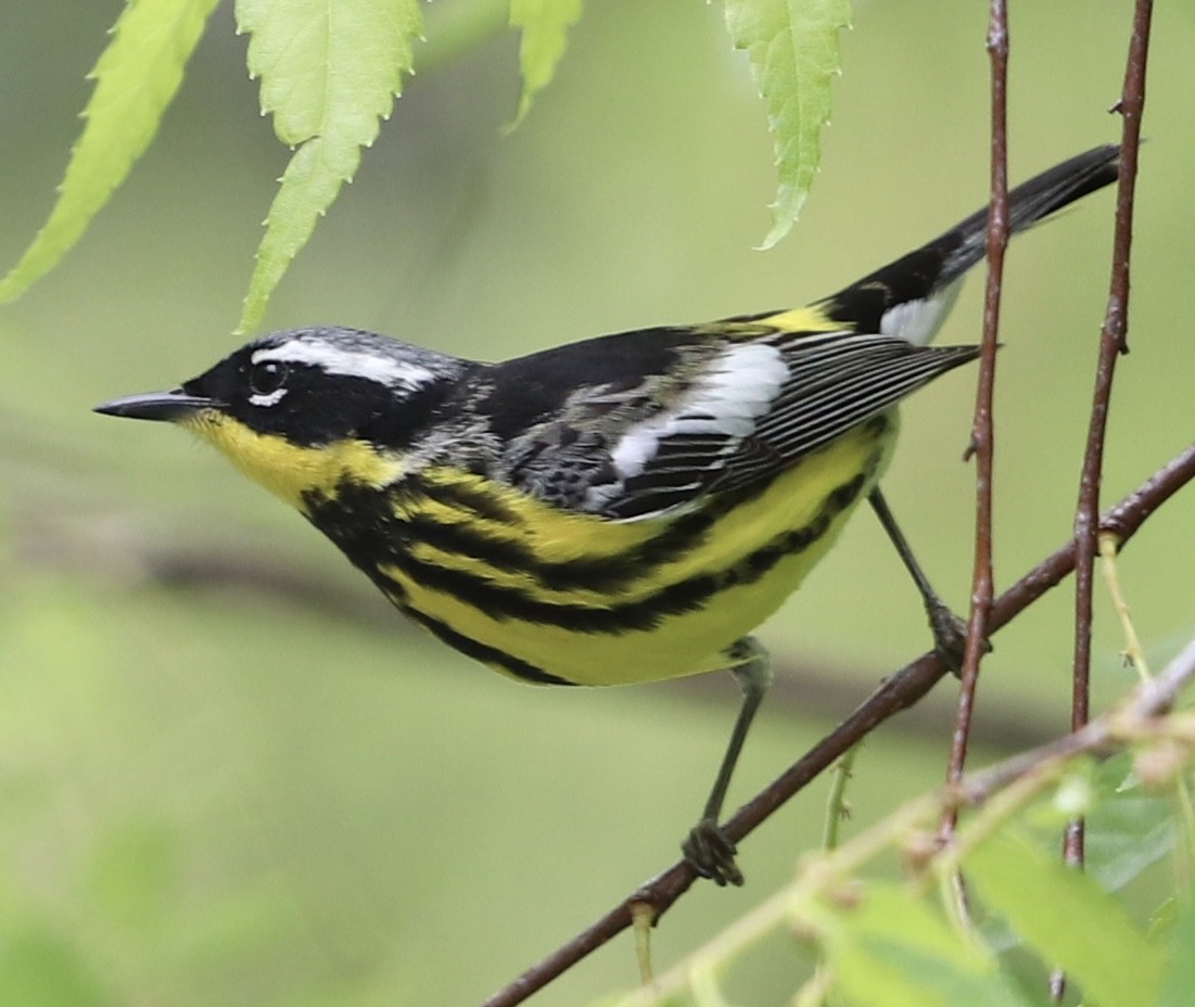 Magnolia Warbler - ML334137751