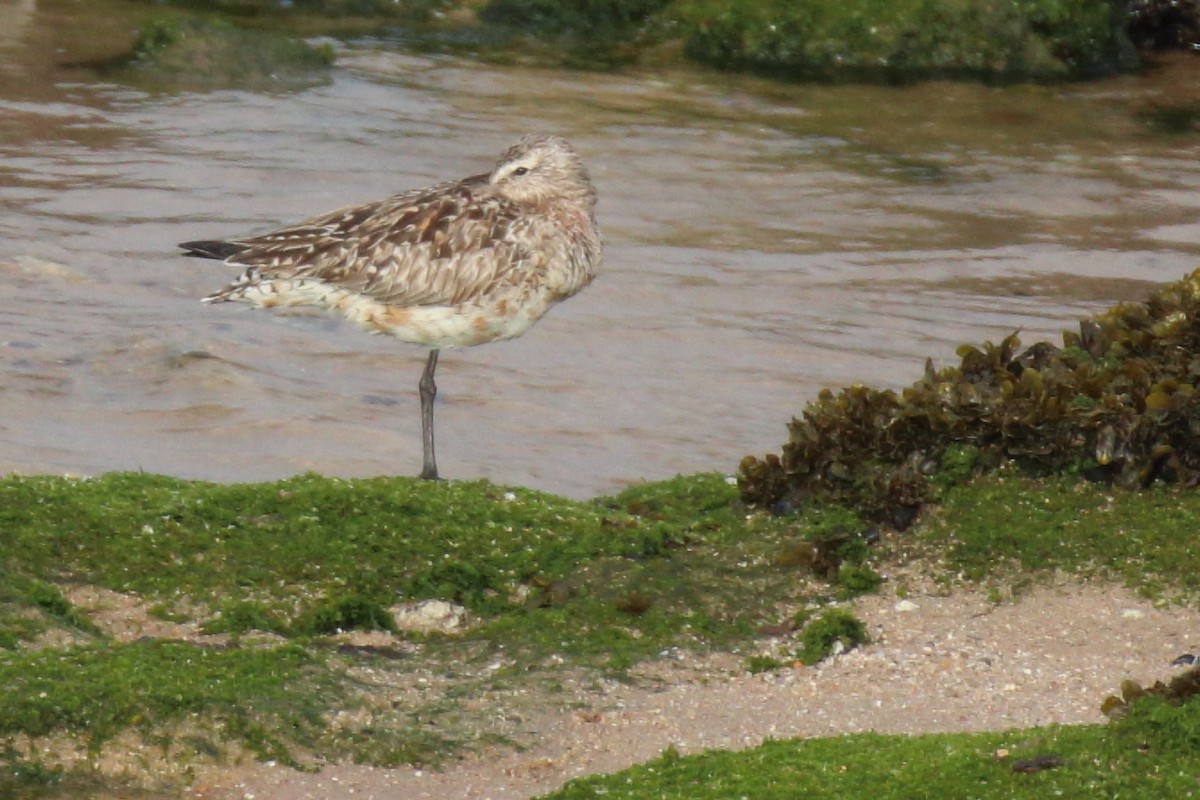 Bar-tailed Godwit - ML334138191