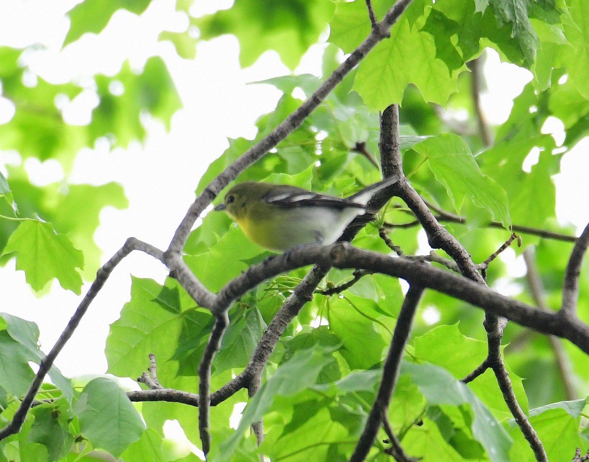 Yellow-throated Vireo - ML334138521