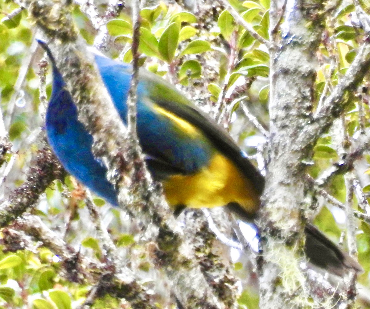 Eastern Crested Berrypecker - ML334139161