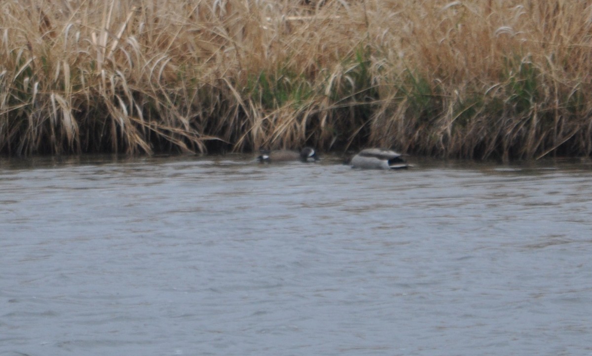 Blue-winged Teal - ML334139611