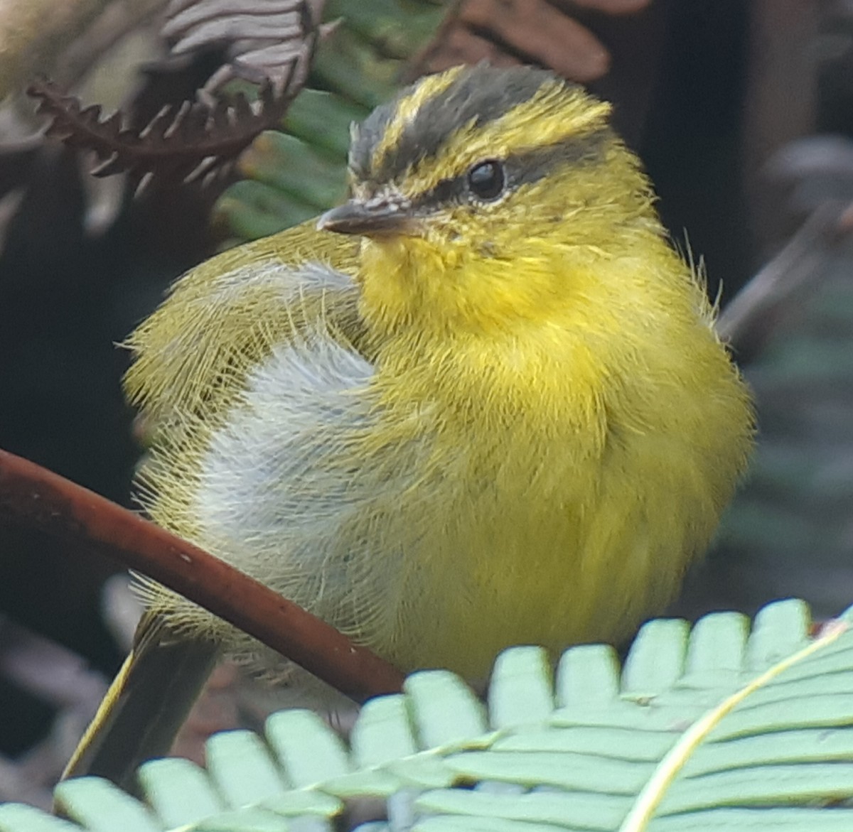 Mosquitero Tribandeado - ML334140031