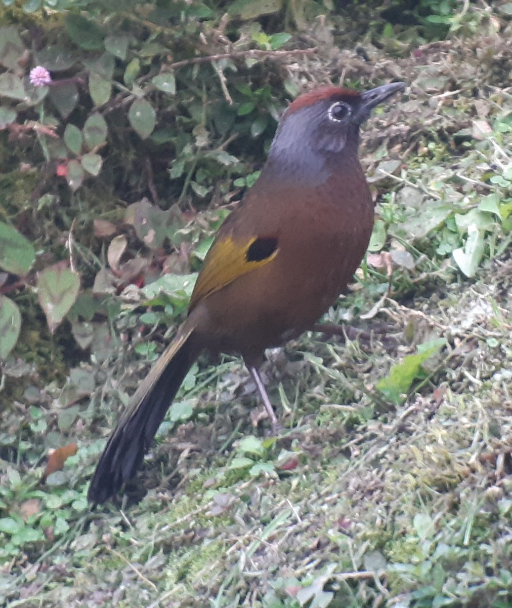 Malayan Laughingthrush - ML334140061