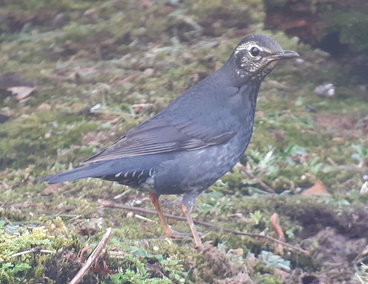 Siberian Thrush - ML334140151