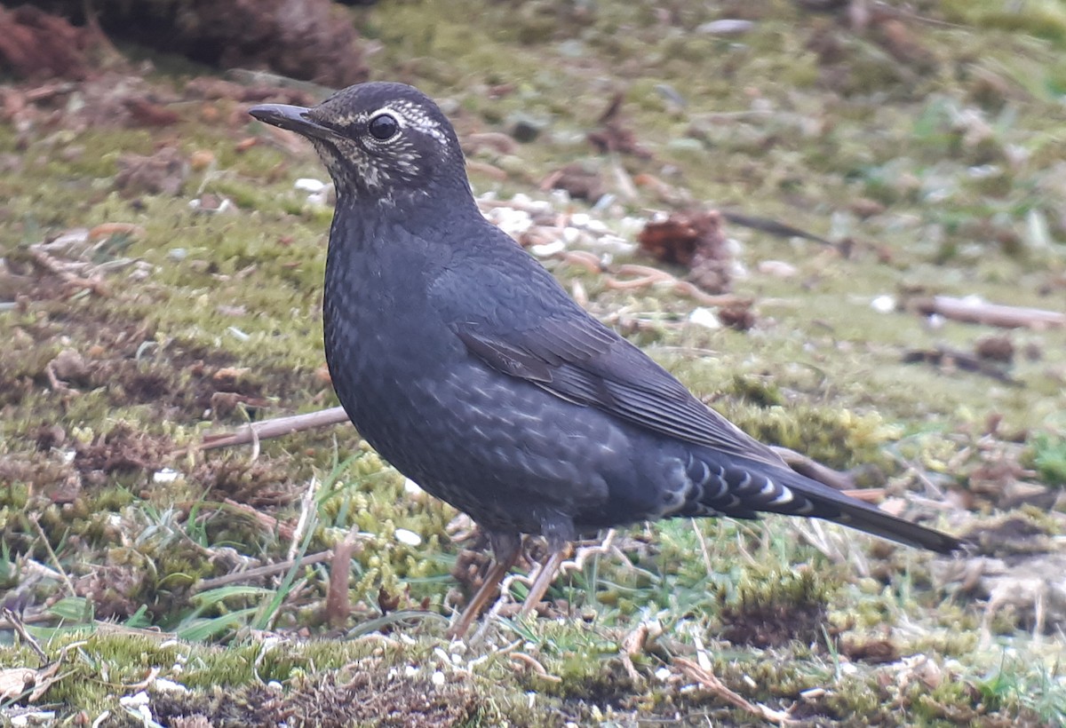 Siberian Thrush - ML334140161