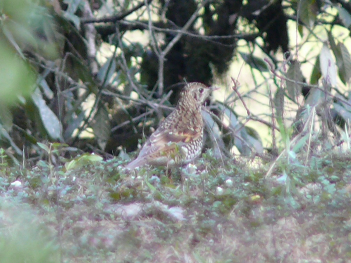 Scaly Thrush (Scaly) - ML334140191