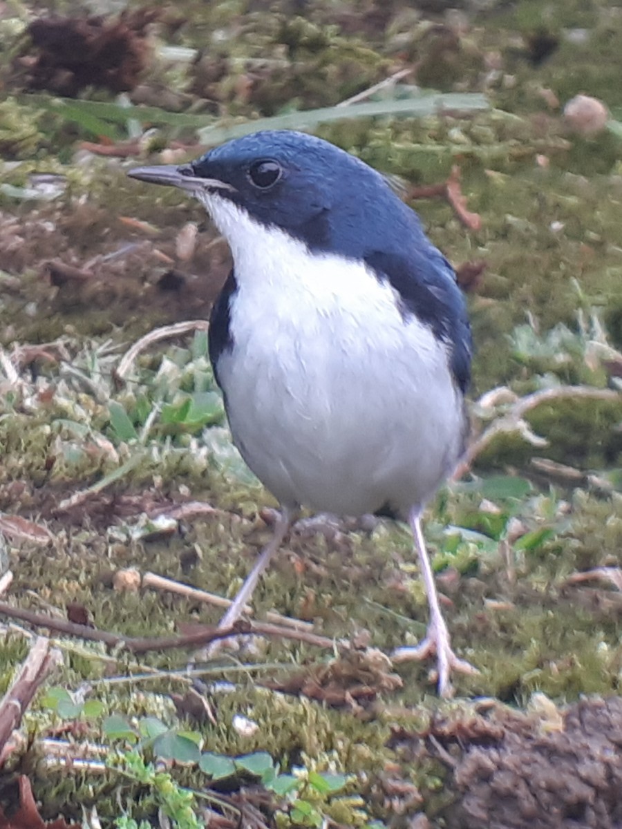 Siberian Blue Robin - ML334140271