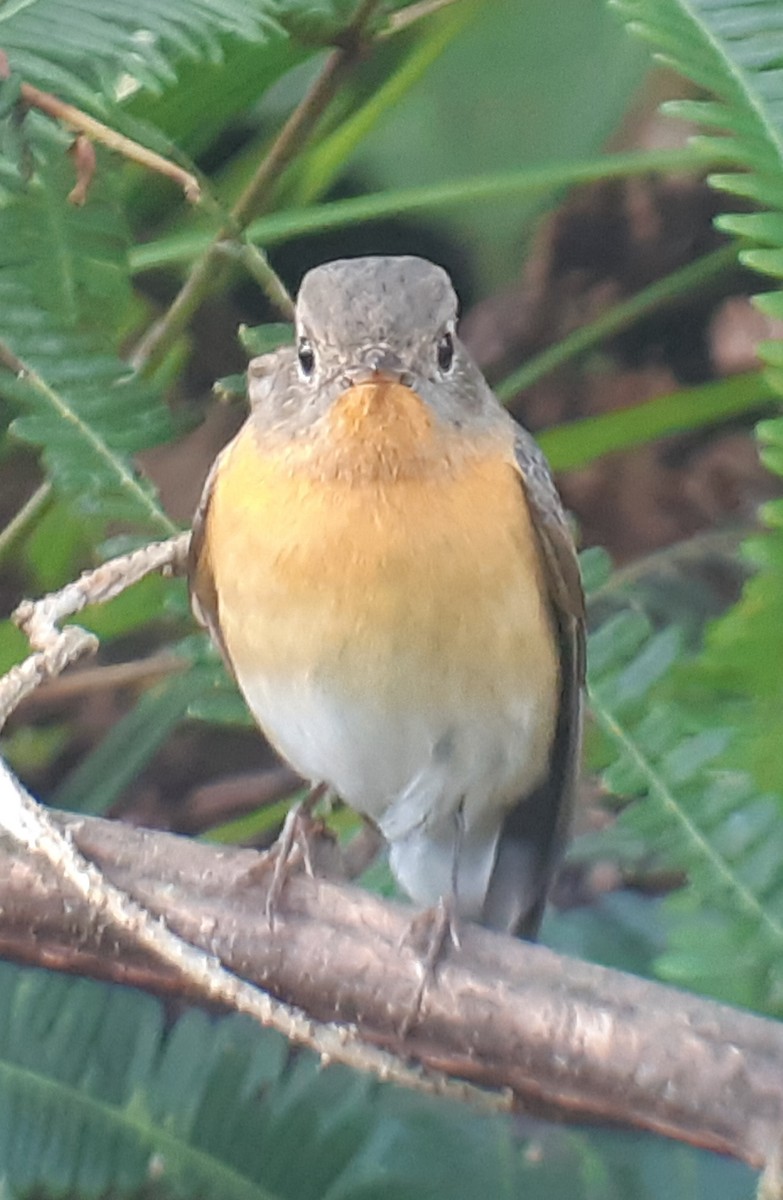 Mugimaki Flycatcher - ML334140321