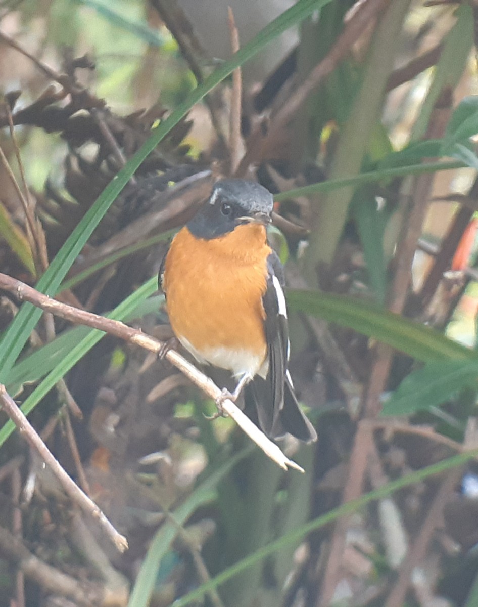 Mugimaki Flycatcher - ML334140331