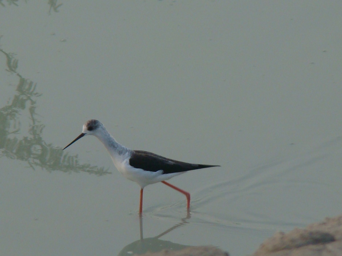 Black-winged Stilt - Ashwin Viswanathan