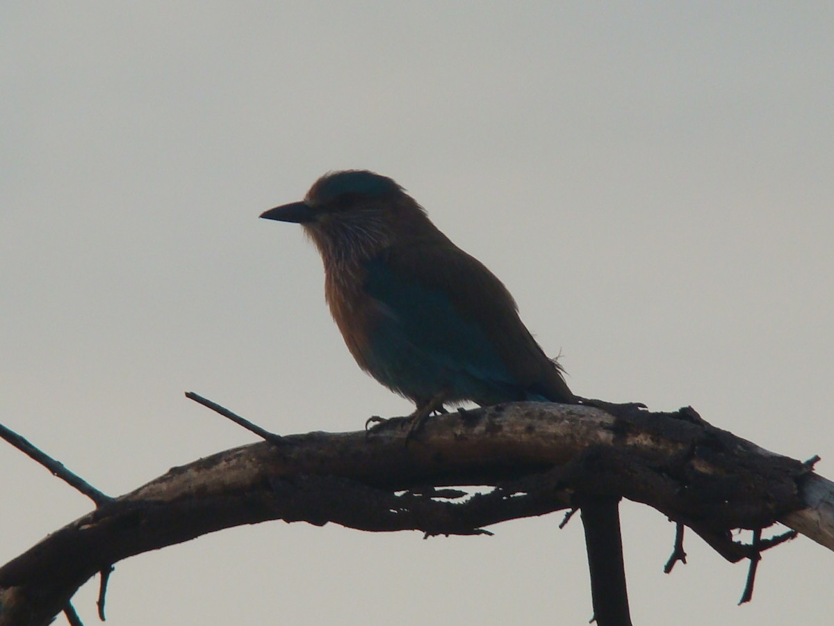 Indian Roller - ML33414091