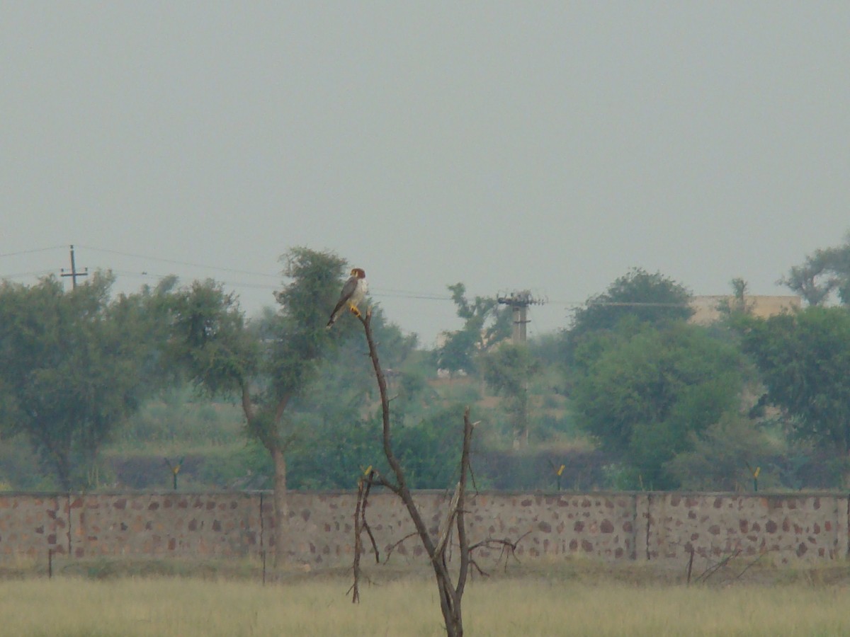 Red-necked Falcon - Ashwin Viswanathan