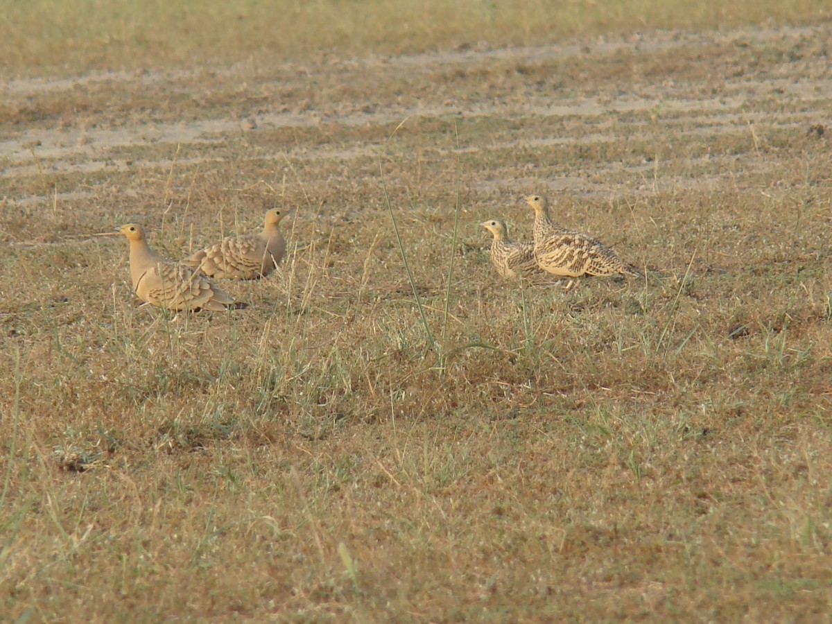 Chestnut-bellied Sandgrouse - ML33414181