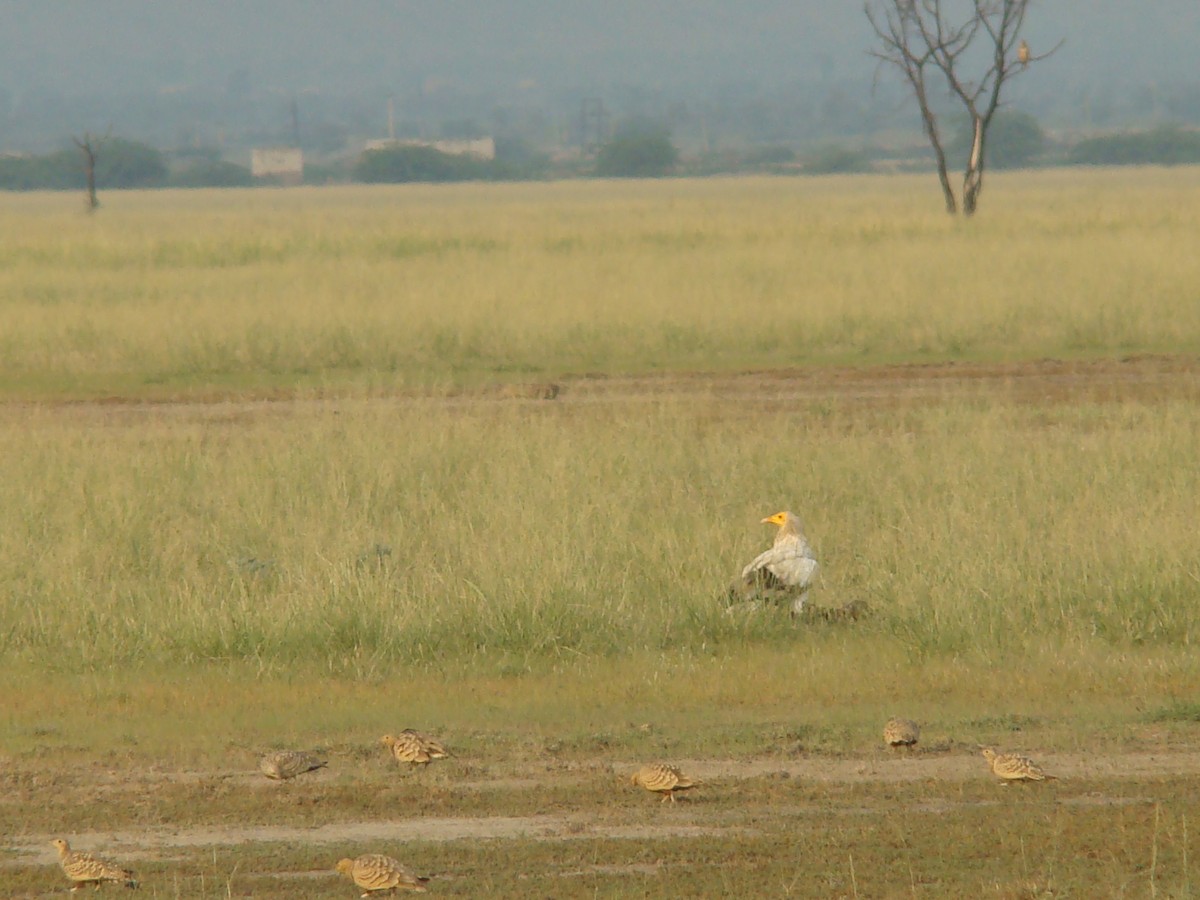 Egyptian Vulture - Ashwin Viswanathan