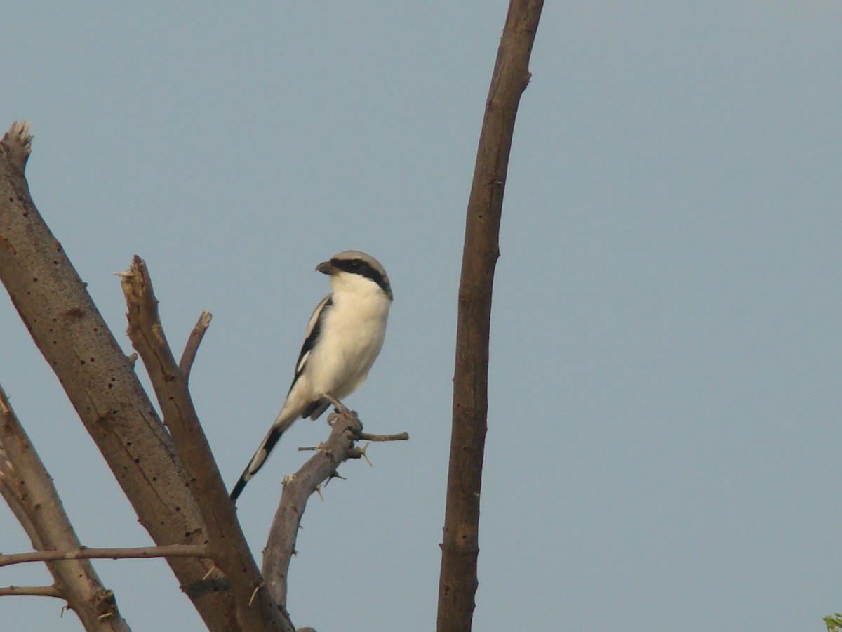 Great Gray Shrike (Indian) - Ashwin Viswanathan