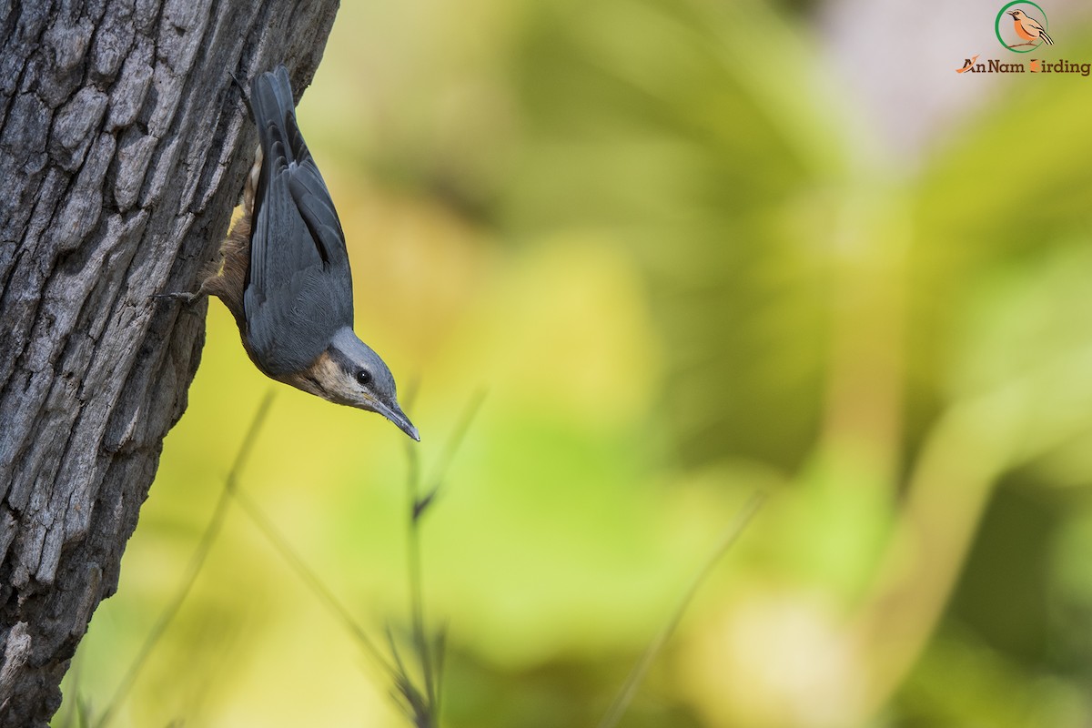 Burmese Nuthatch - ML334142361