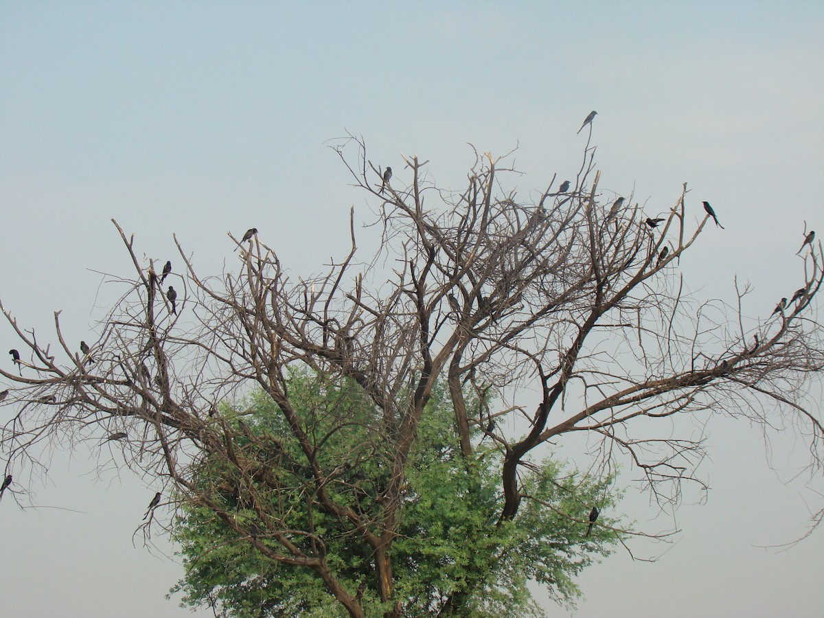 Black Drongo - Ashwin Viswanathan