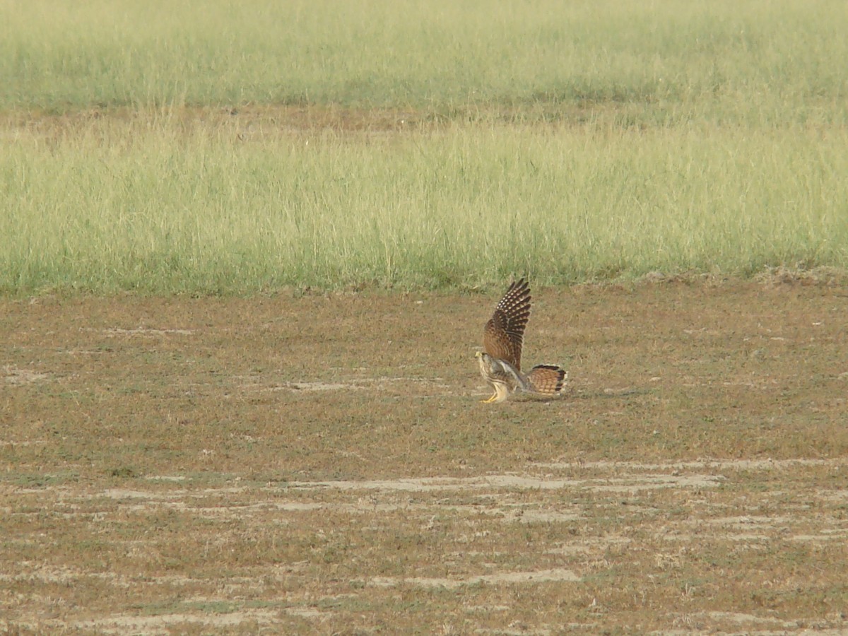 Eurasian Kestrel - ML33414261