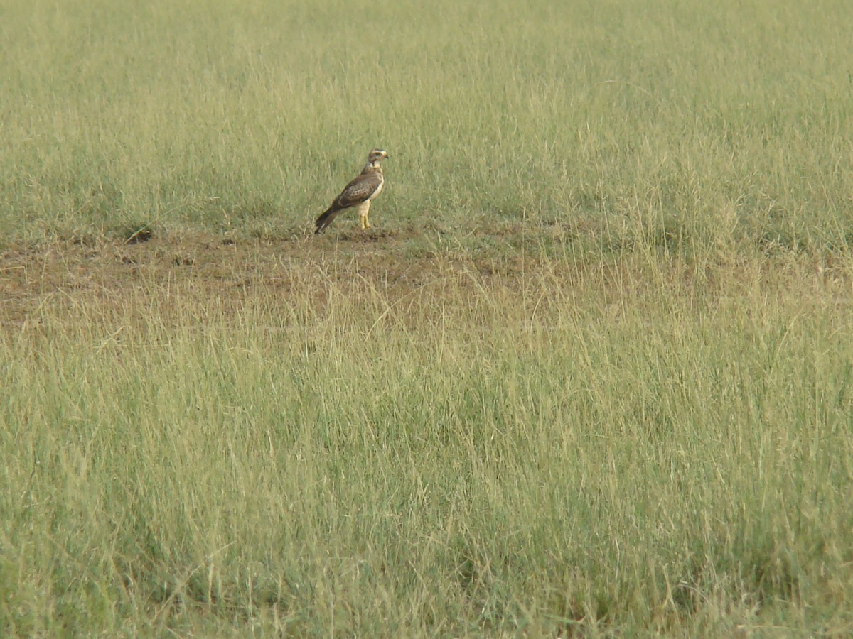 White-eyed Buzzard - Ashwin Viswanathan