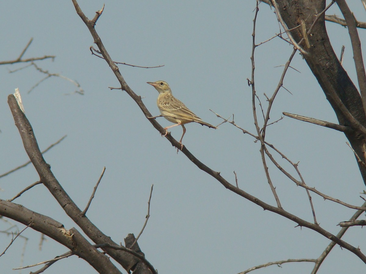 pipit sp. - Ashwin Viswanathan