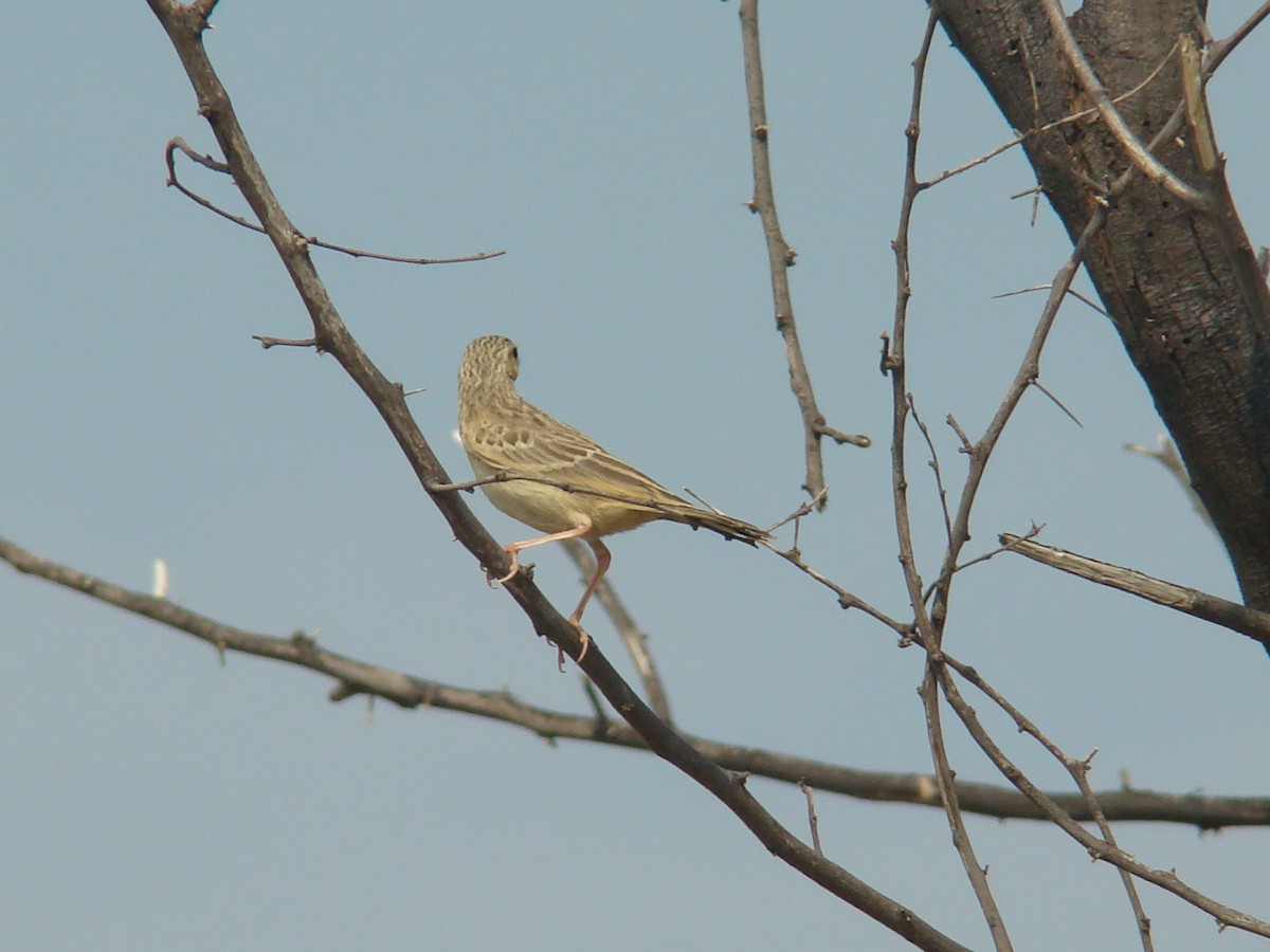 pipit sp. - ML33414361