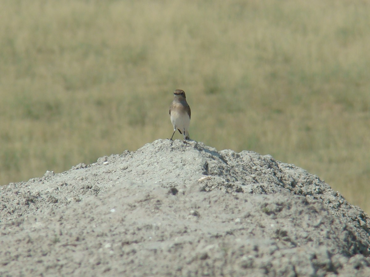 Isabelline Wheatear - ML33414401