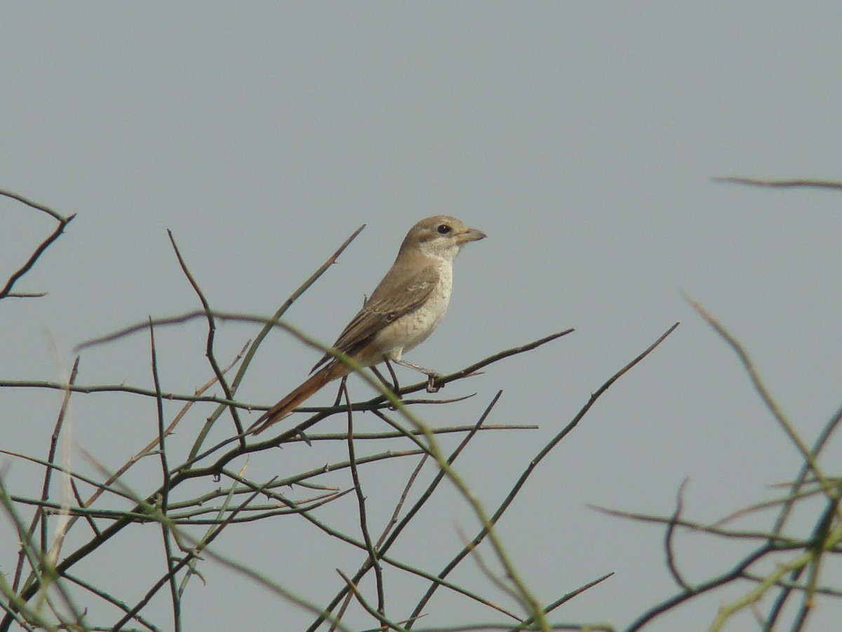 Isabelline Shrike - Ashwin Viswanathan