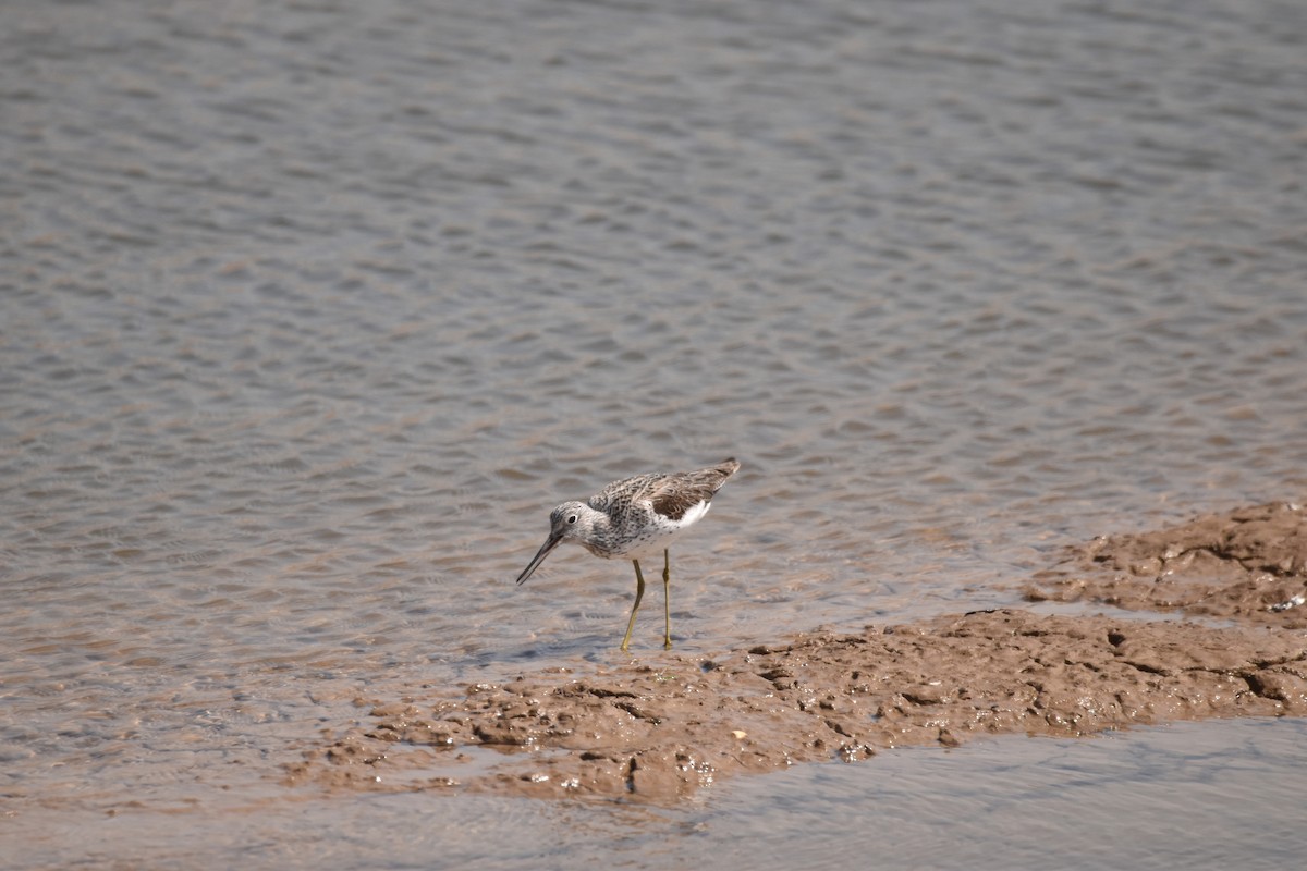 Common Greenshank - ML334144211