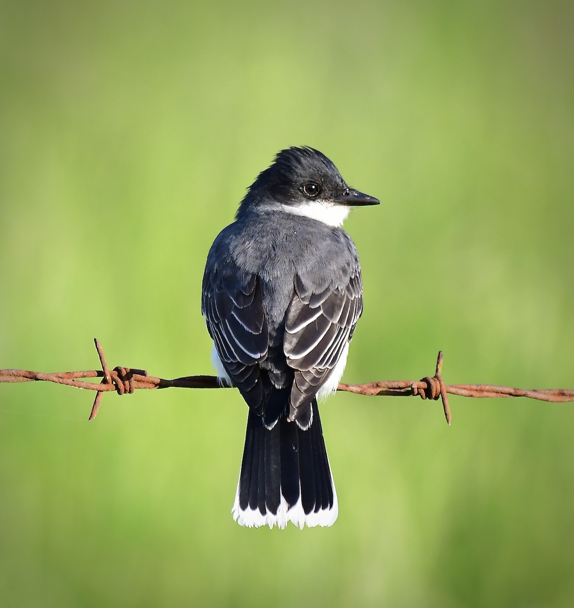 Eastern Kingbird - ML334144301