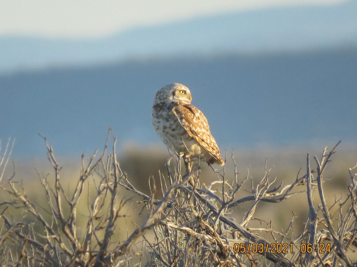 Burrowing Owl - John Gardiner