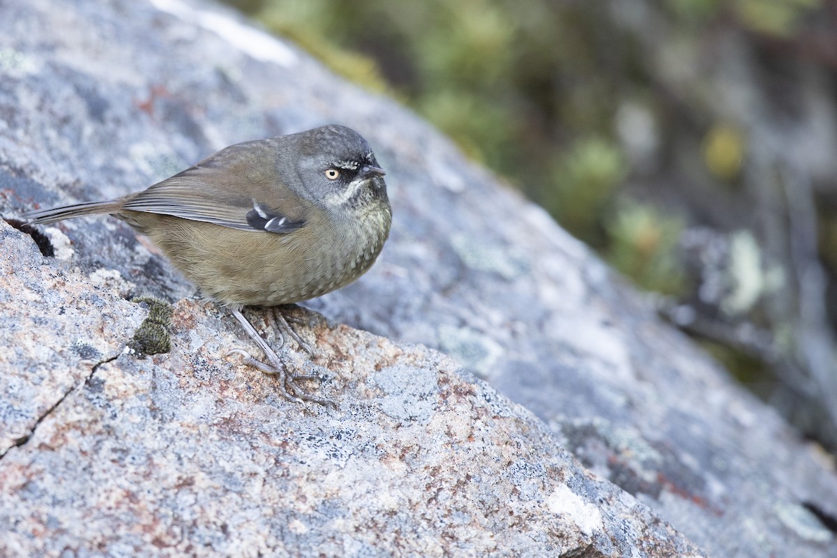 Tasmanian Scrubwren - ML334144881