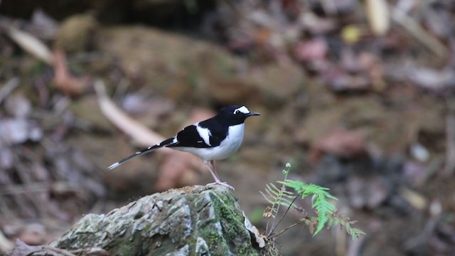 Black-backed Forktail - ML334145111