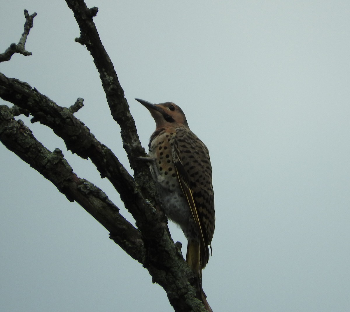 Northern Flicker - Dave Neimeyer