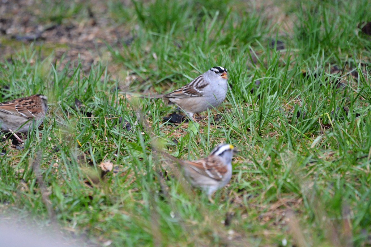 White-crowned Sparrow - ML334146761