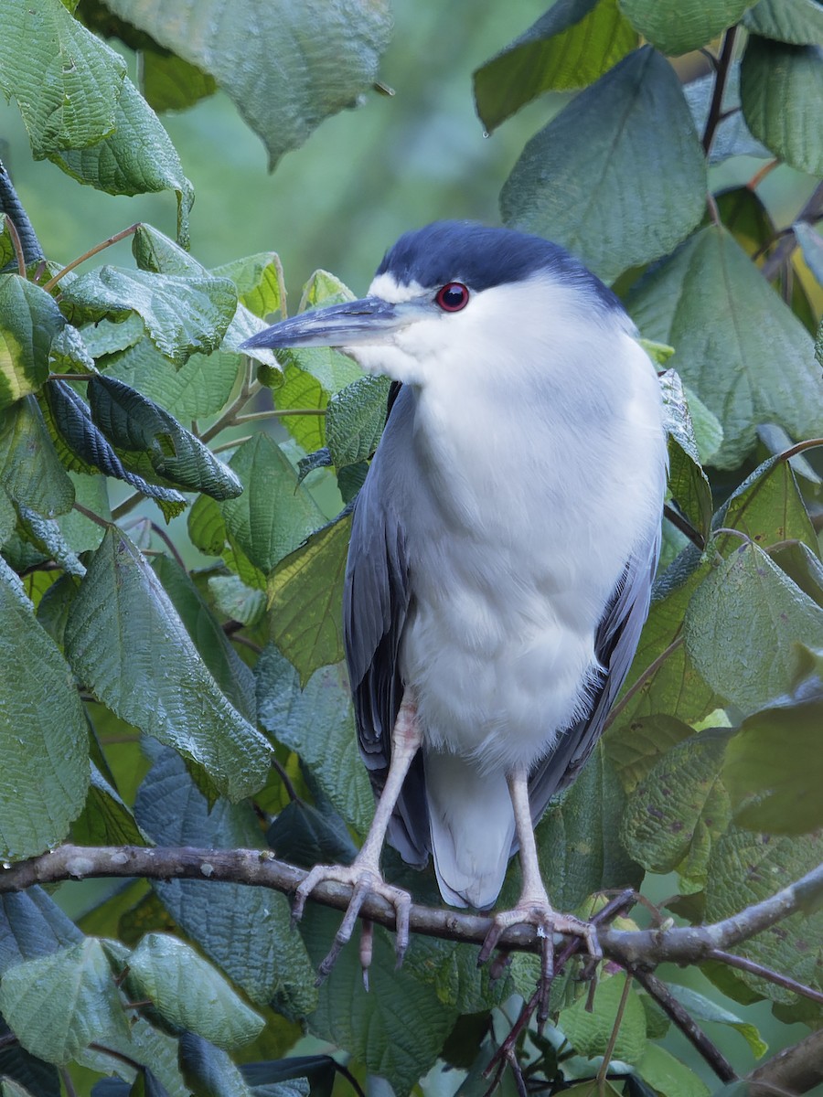 Black-crowned Night Heron - ML334147261