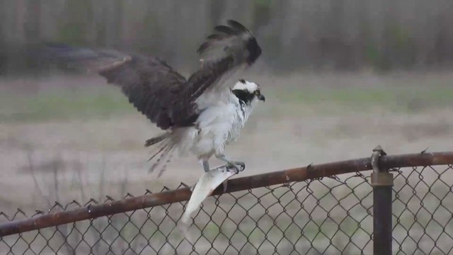 Osprey - ML334147421