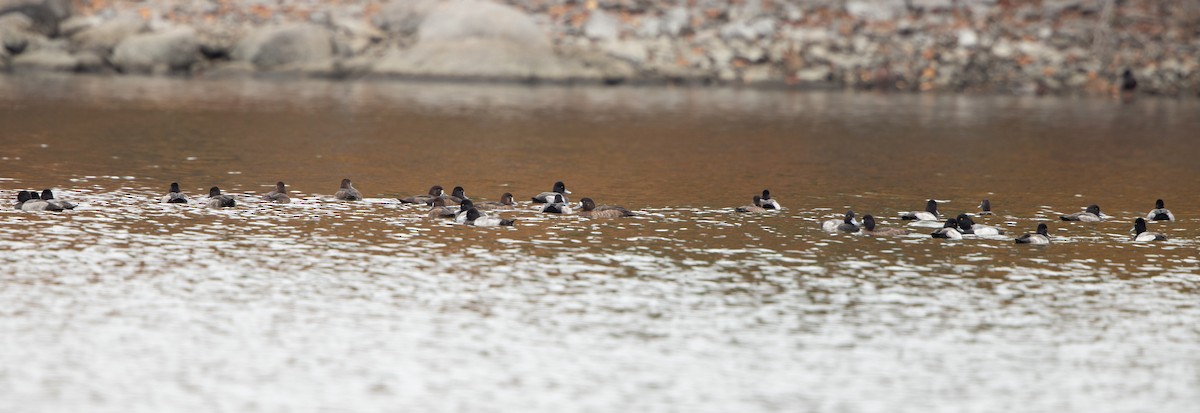 Greater Scaup - ML334147431