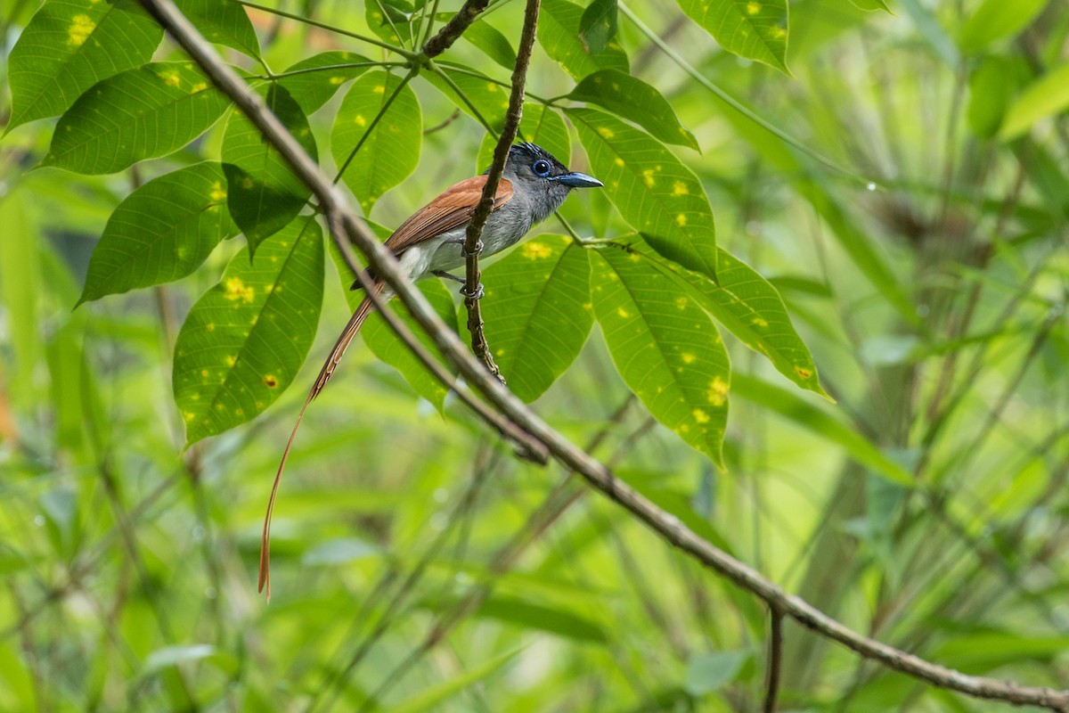 gråbrystparadismonark (affinis gr.) - ML334149011