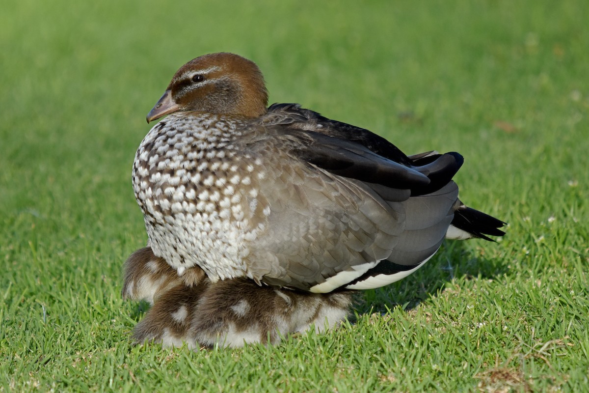 Maned Duck - Geoffrey Groom