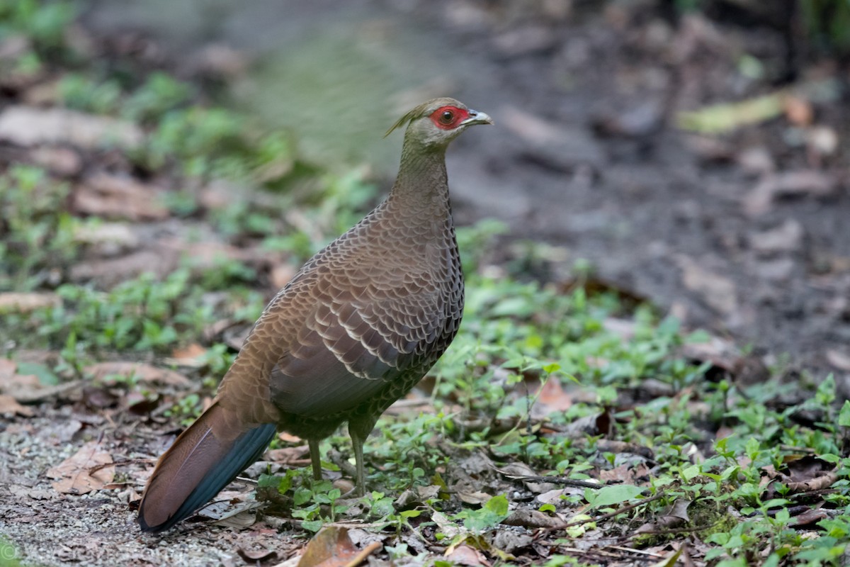 Faisan leucomèle - ML334151731