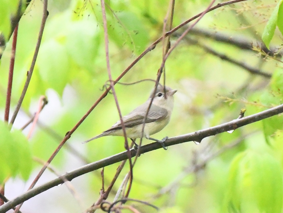 Warbling Vireo - ML334151801