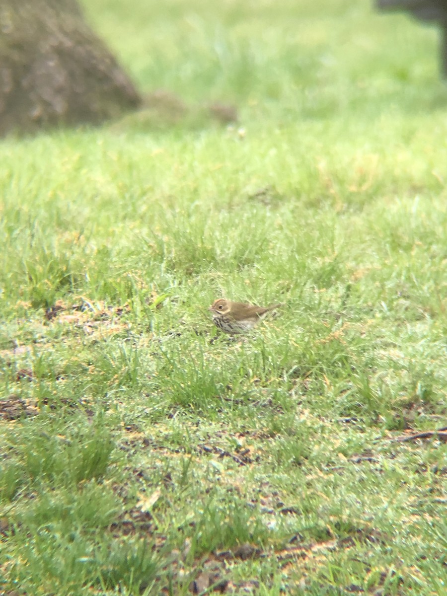 Ovenbird - ML334151851
