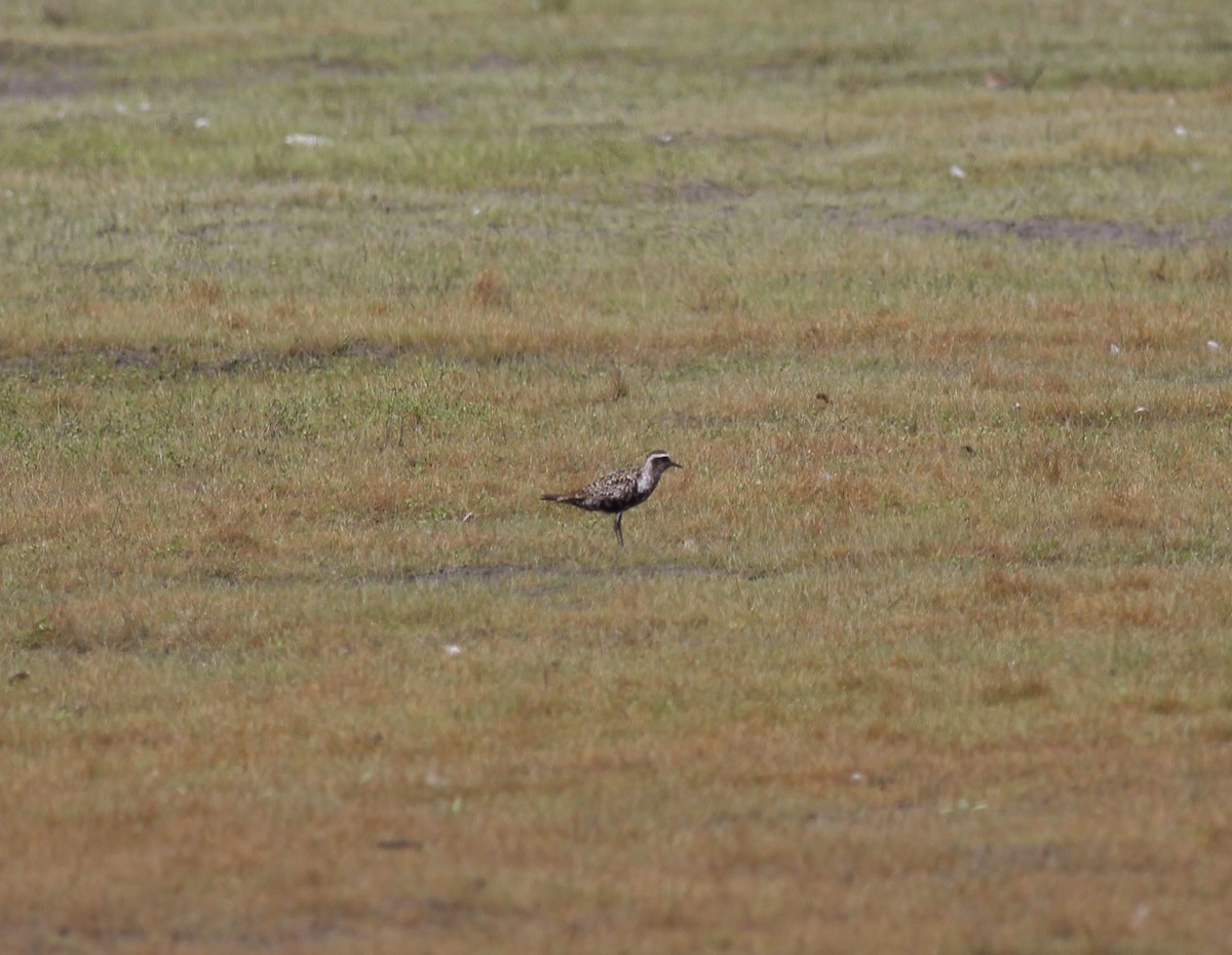 American Golden-Plover - ML33415301