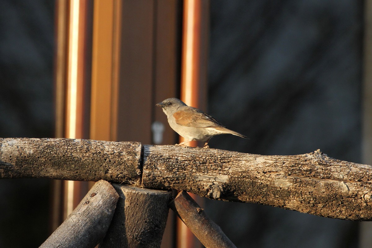 Swainson's Sparrow - Rainer Seifert