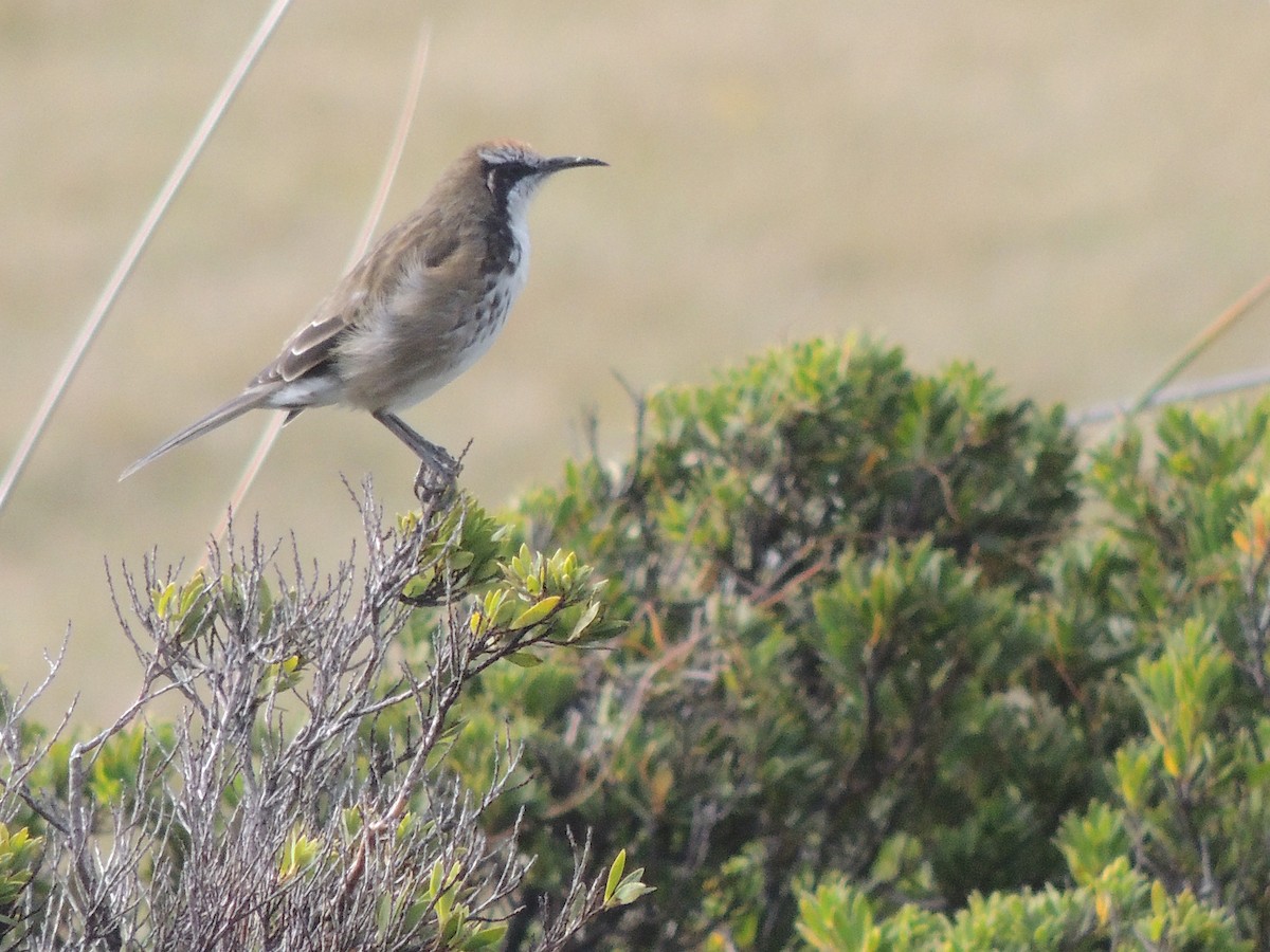 Tawny-crowned Honeyeater - ML334154831