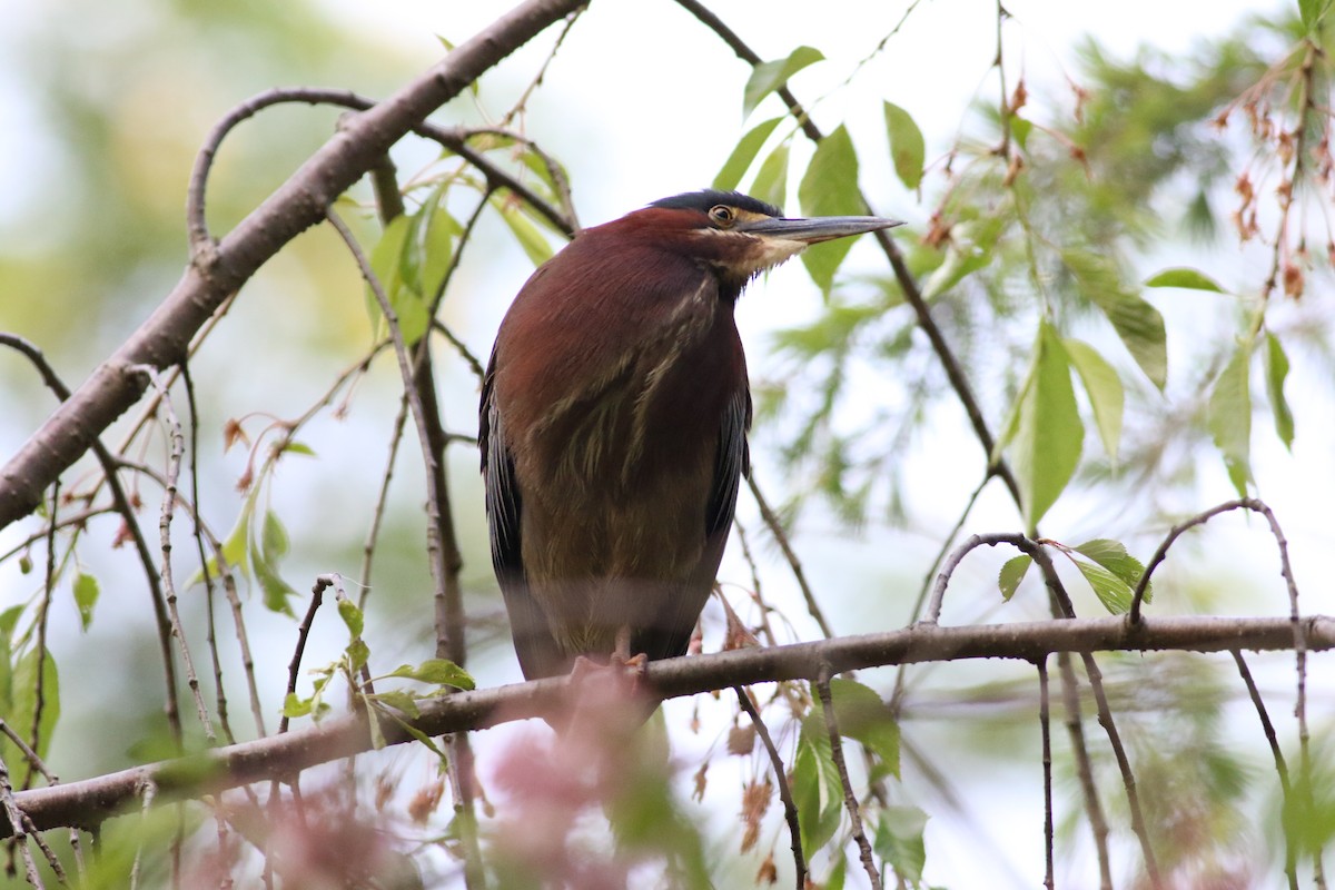 Green Heron - ML334156981