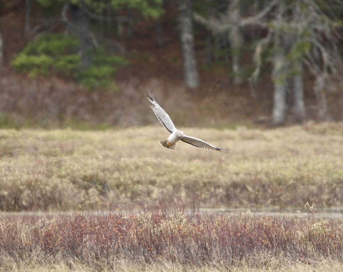 Northern Harrier - Zach Wile